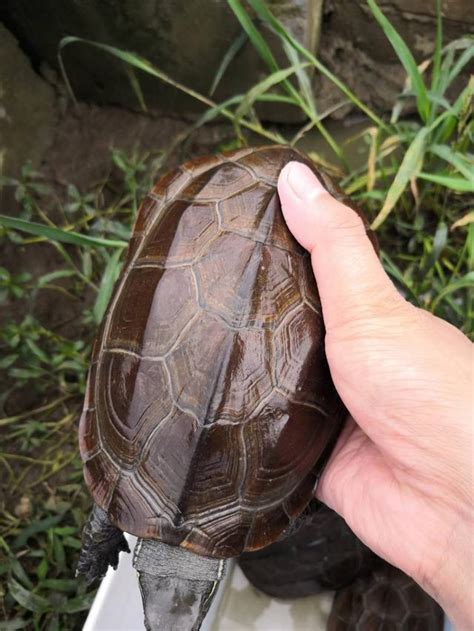 中華草龜|中華草龜的飼養方法